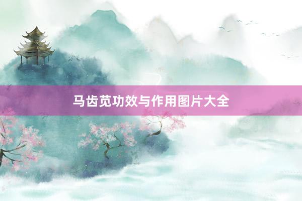 马齿苋功效与作用图片大全